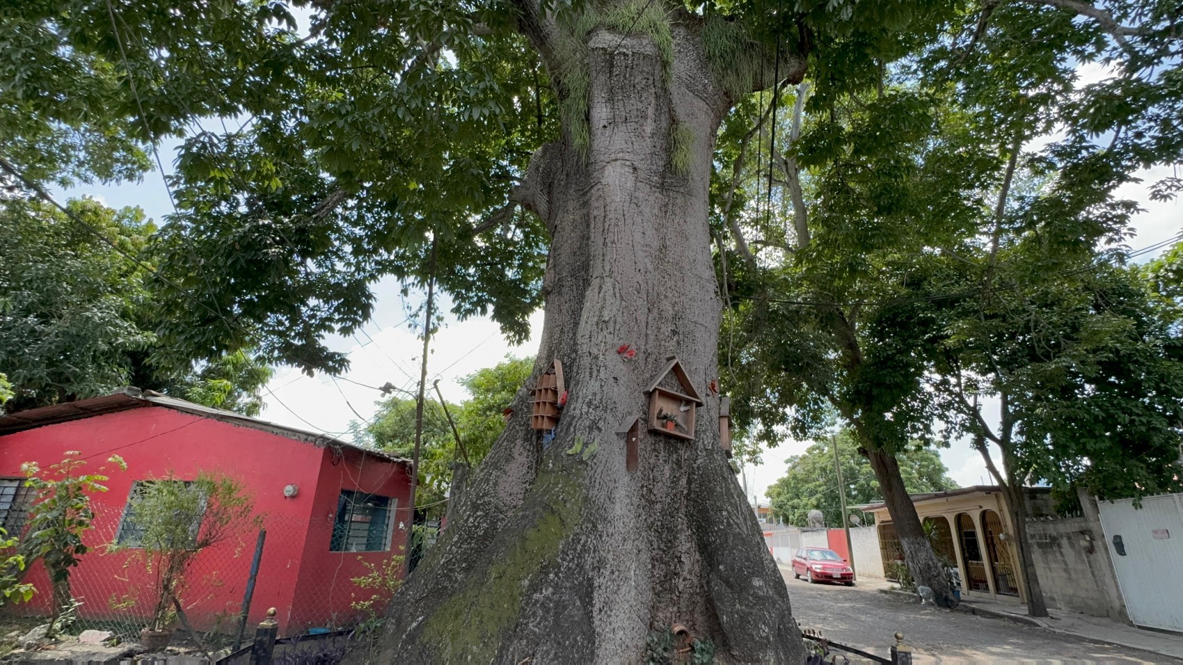Vecinos se organizan para proteger una ceiba de más de 100 años de vida en Poza Rica