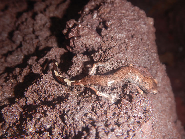 Cuevas de Veracruz albergan reservorios de biodiversidad de vertebrados