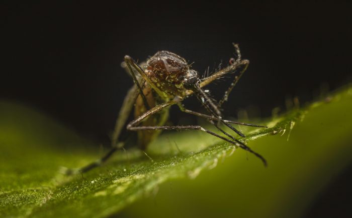 Veracruz registra un nuevo caso de zika en 2025; acumula más de 2 mil contagios históricos