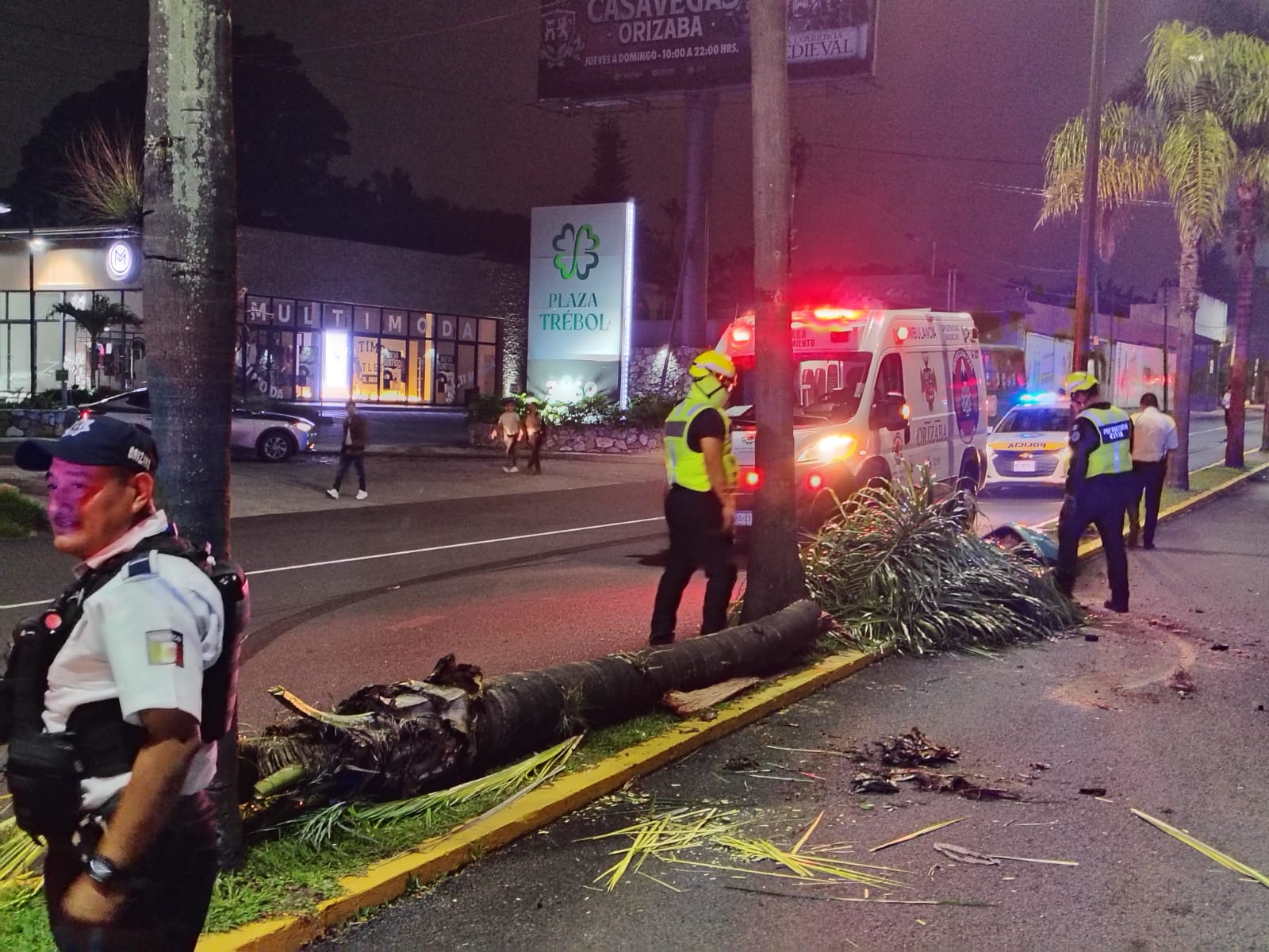 Autobús de la línea SubUrbano derriba palmera tras accidente en Orizaba