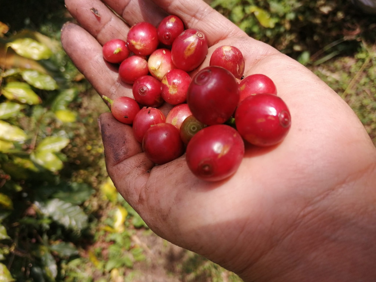 Nace la Ruta Turística Franja del Café en Veracruz: un recorrido de la mata a la taza