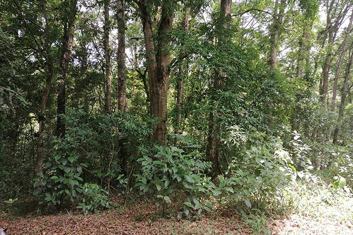 Bosques mesófilos, ecosistemas amenazados por causas antrópicas
