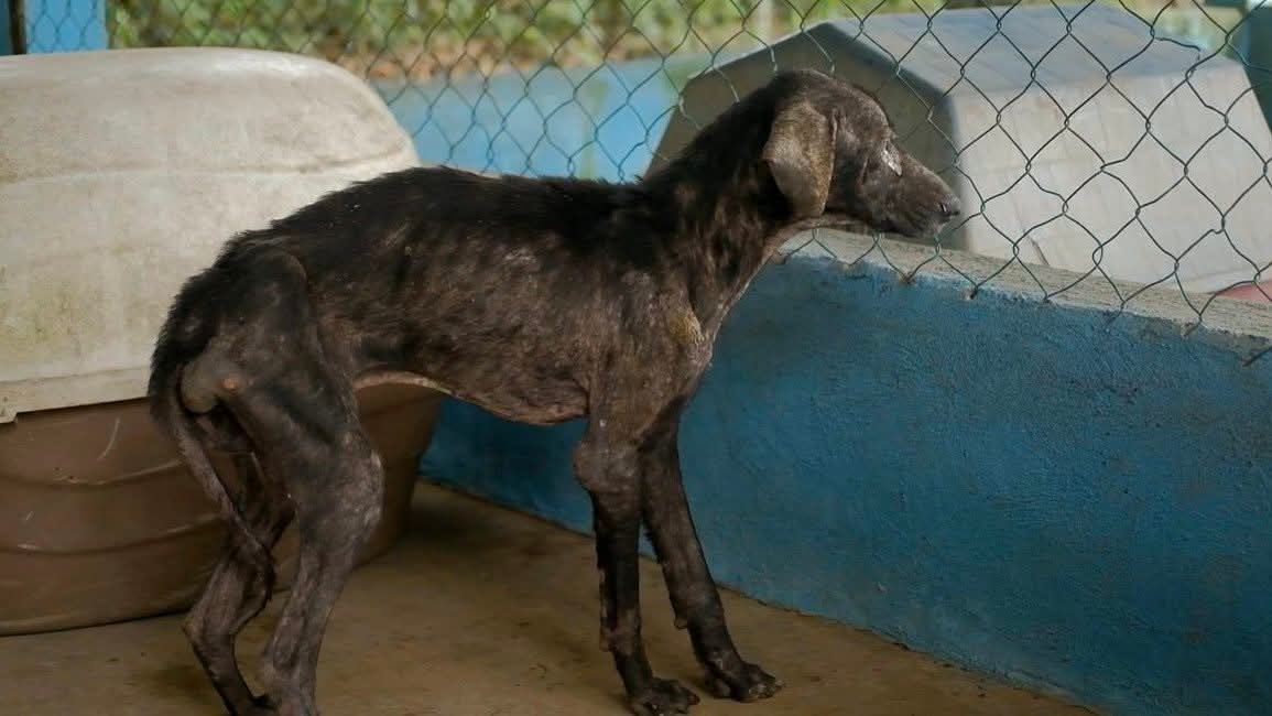 Animales rescatados del albergue La Roca recibirán atención y serán dados en adopción