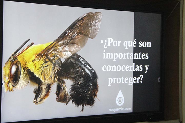 Divulgación, clave para proteger a las abejas nativas