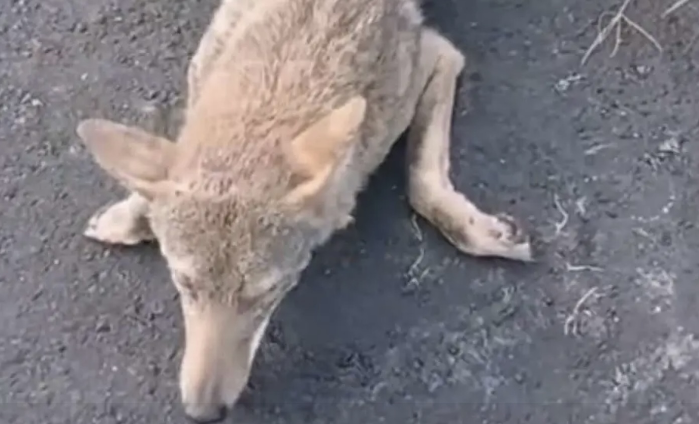 Atropellan a un coyote en la Riviera Veracruzana; es el quinto caso en la zona