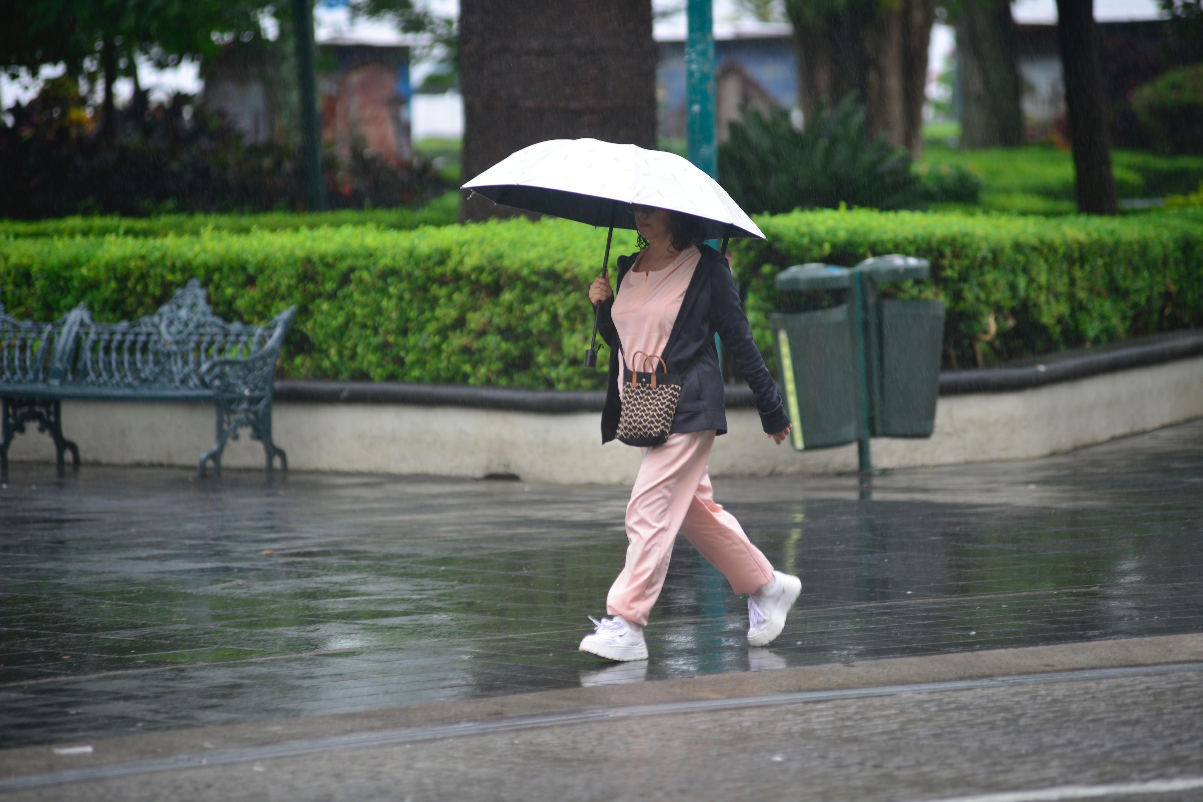 Lluvia provoca la caída de tres árboles en Xalapa