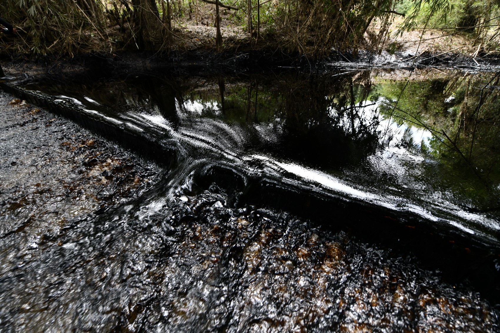 Sheinbaum: Se investigará causa del derrame de hidrocarburo en el río Pantepec