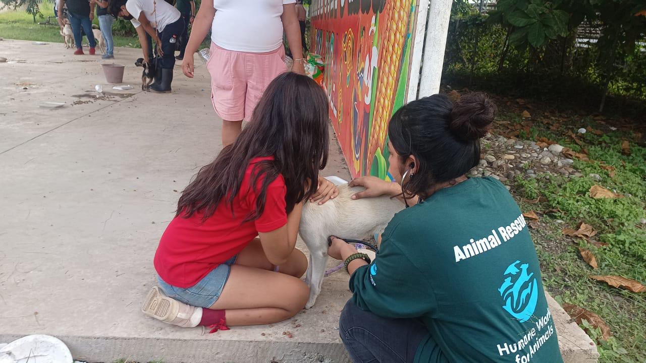 Animales afectados por inundaciones en Veracruz, reciben atención de emergencia