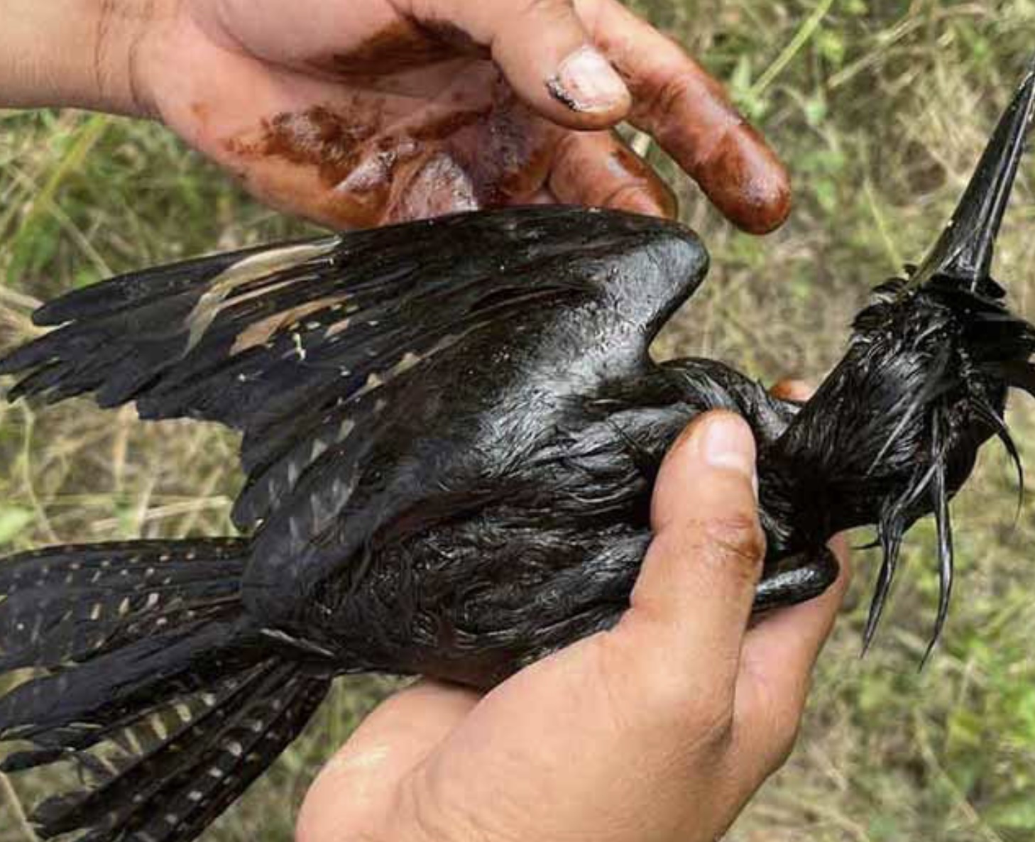 Pemex Negligencia S.A. y sus zonas de muerte