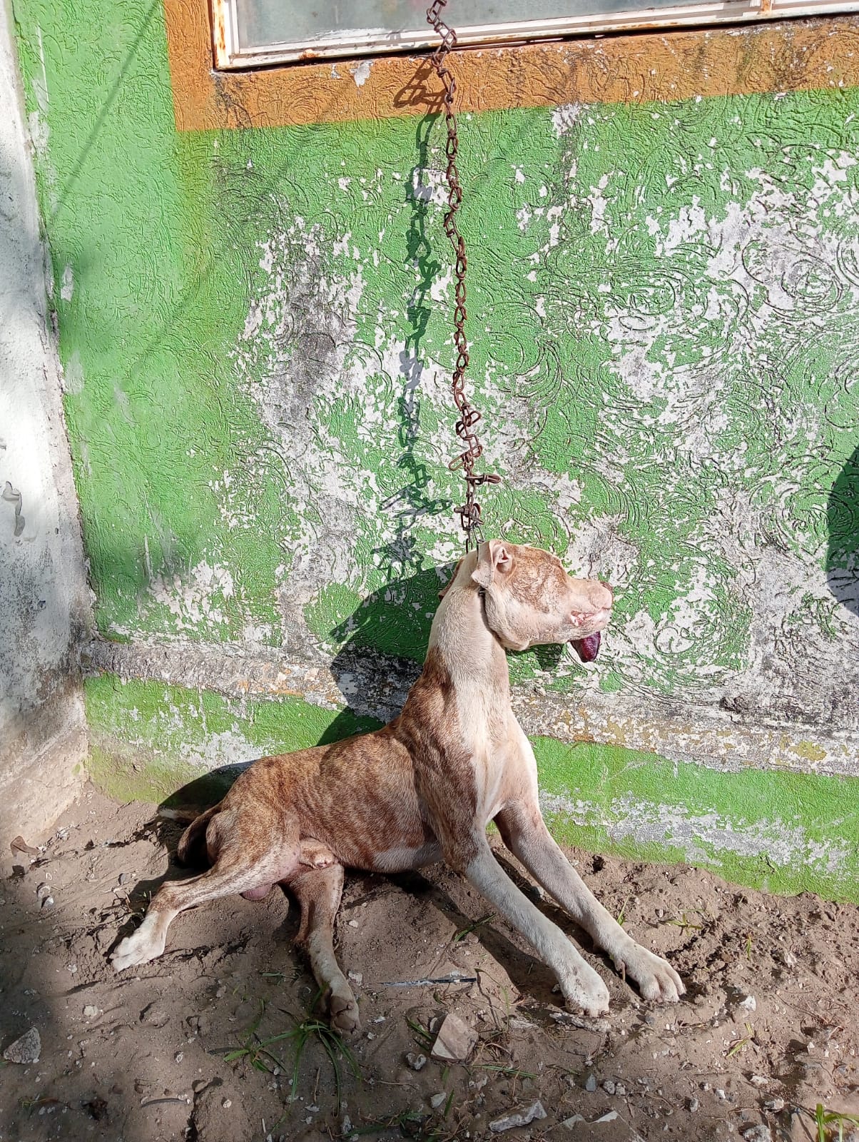 Denuncian caso de maltrato animal en el fraccionamiento La Herradura de Veracruz