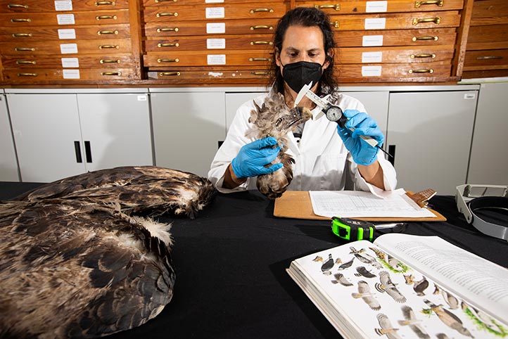 Al rescate del águila arpía, elegante, abinegra y zopilote rey