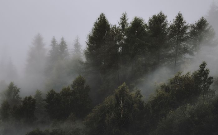 Alistan nueva Ley Estatal de Protección al Ambiente