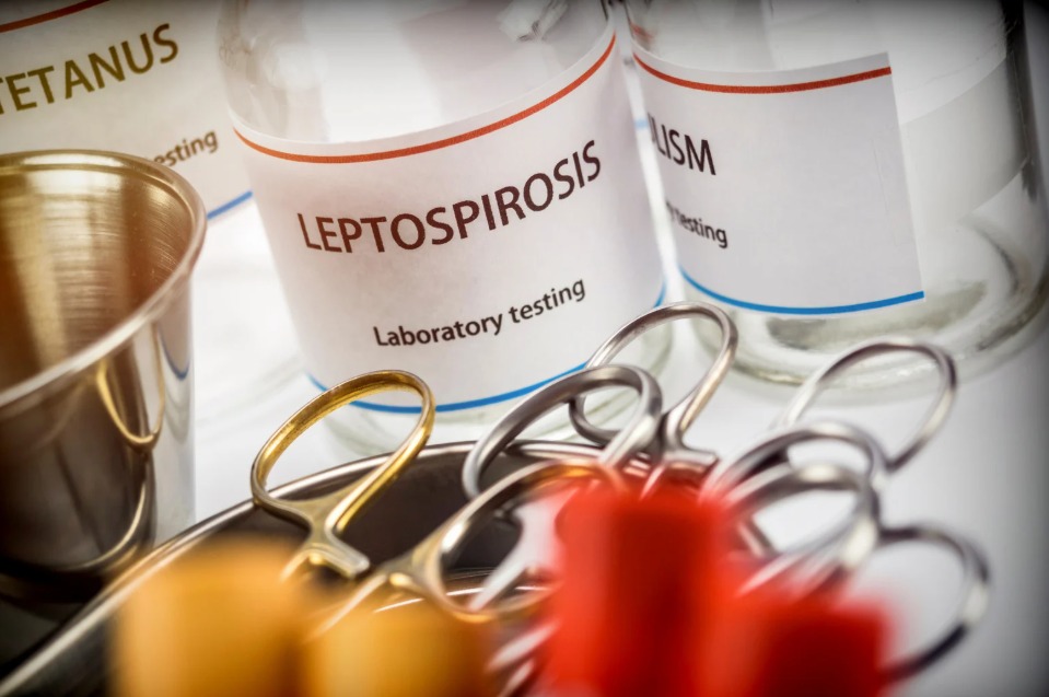 Atención temprana ayuda a evitar complicaciones por leptospirosis