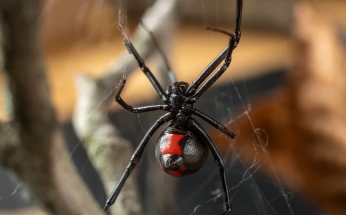 Se registran 150 mordeduras de araña viuda negra y violinista en 2025