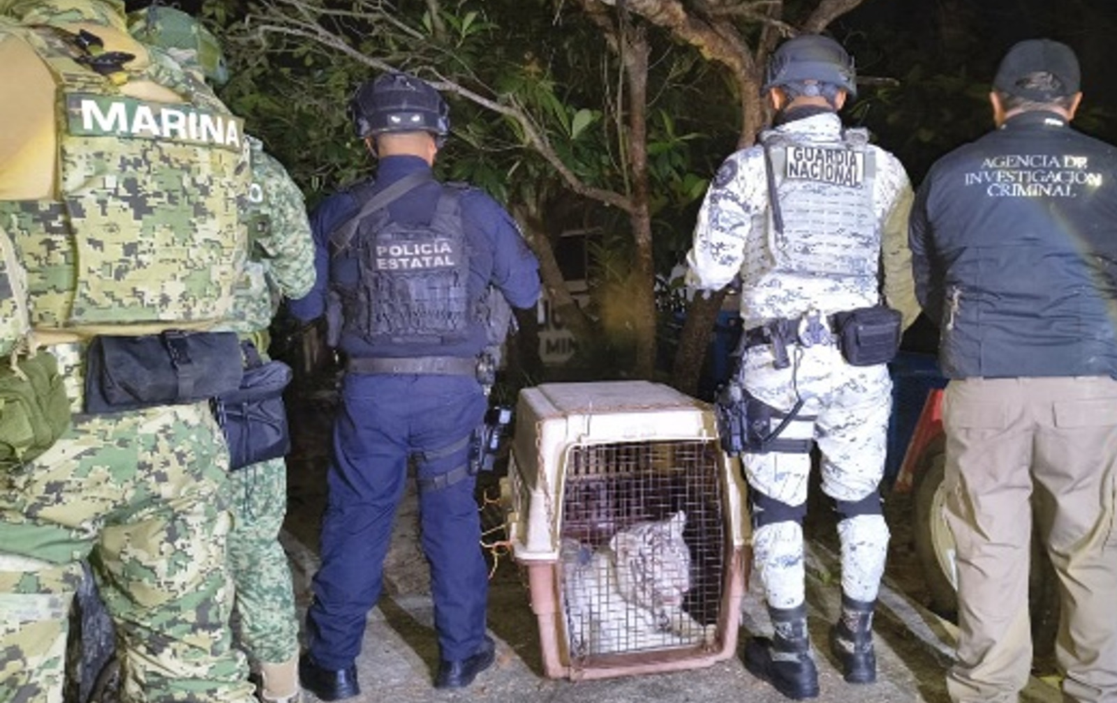 Cateos en Coatzintla y Tuxpan dejan tigre y equipo asegurado