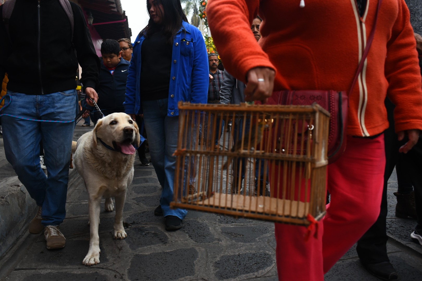 Xico realiza procesión de animales en honor a San Antonio Abad