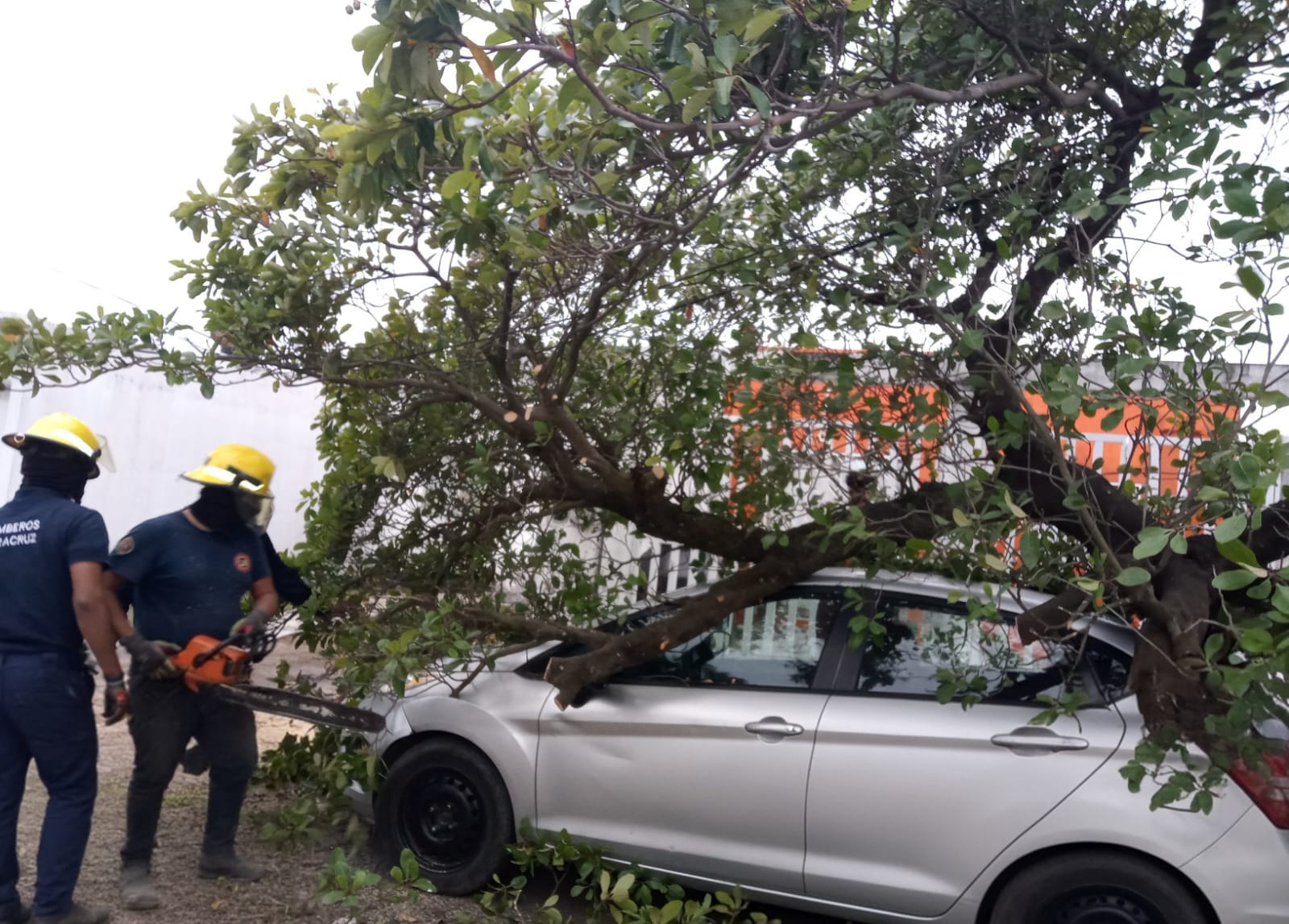 Frente frío 32 provoca caída de árboles en Veracruz