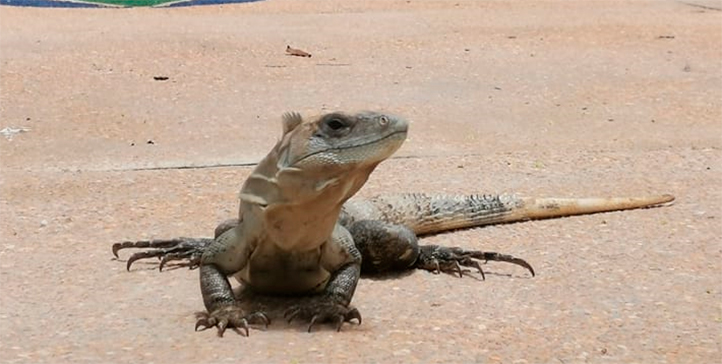 UV atiende bienestar animal con comité especializado en fauna silvestre
