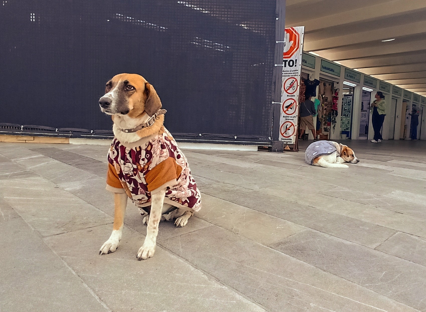 Protegen del frío a María Teresa y Danilo, mascotas adoptadas por los artesanos del malecón