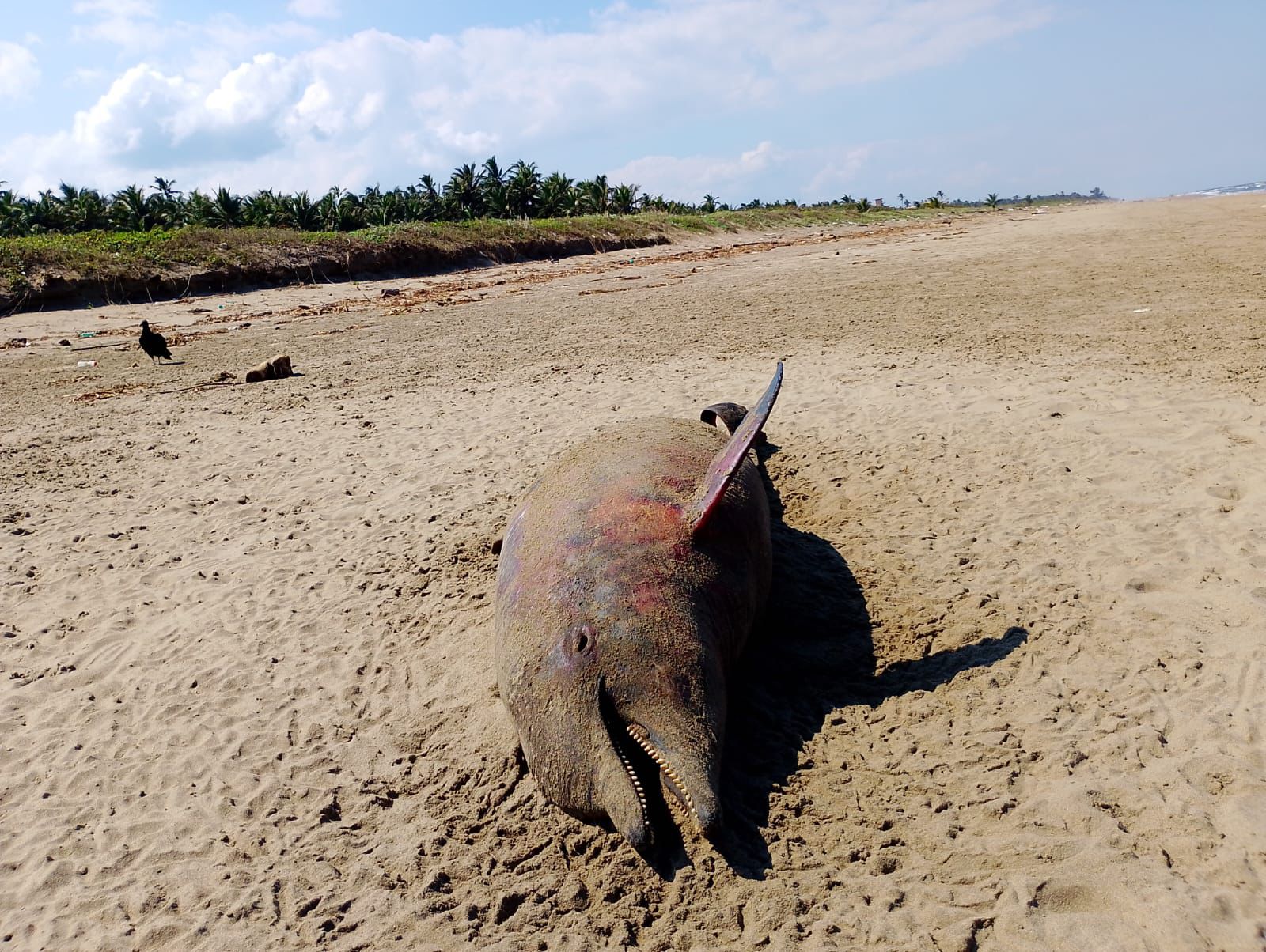 Aparece delfín sin vida en playas de Agua Dulce, lo atribuyen a la contaminación de hidrocarburo