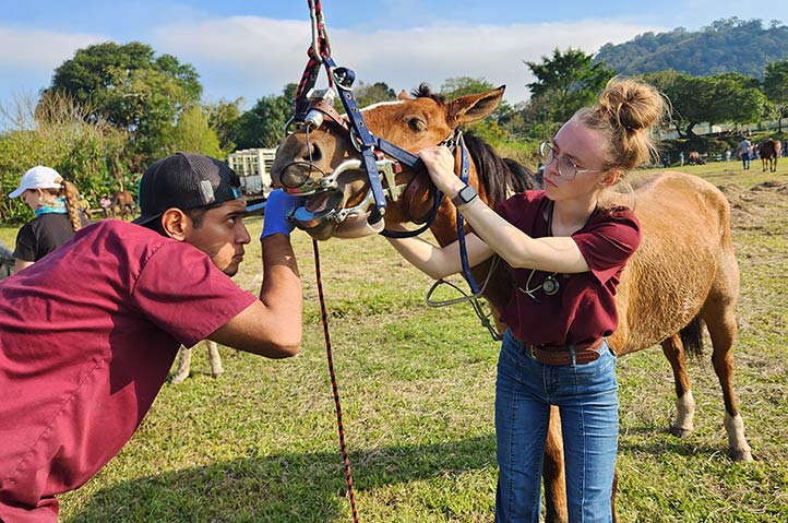 UV brinda atención veterinaria gratuita en comunidades vulnerables