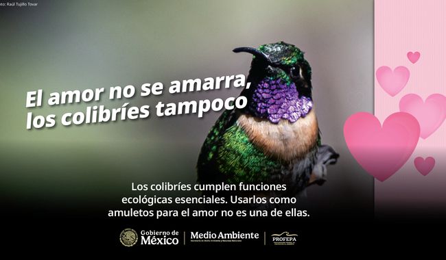 Multa de 5.8 mdp a captores y comercializadores de colibríes el 14 de febrero