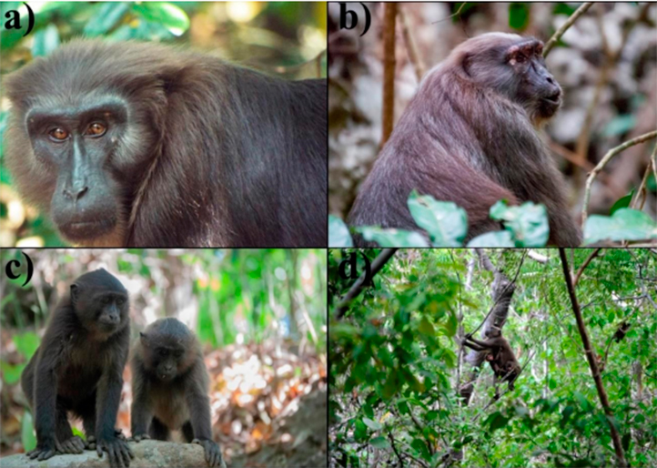Egresado UV alerta riesgo de extinción del macaco moro de Indonesia