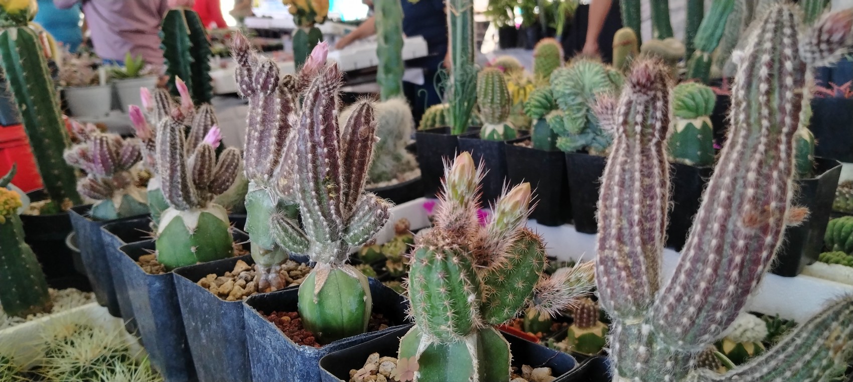 Visita la Expo cactus y suculentas este domingo en el paseo de Los Lagos