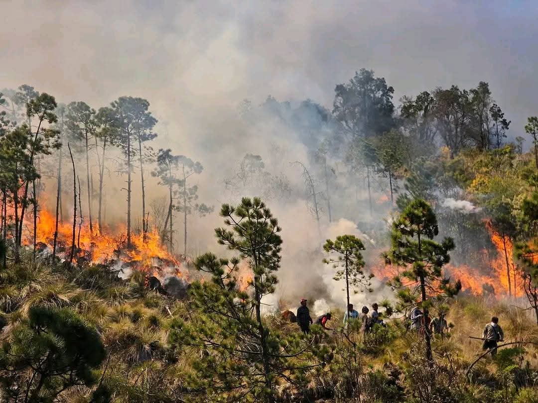 Incendio forestal consume 50 hectáreas en el Parque Nacional Pico de Orizaba