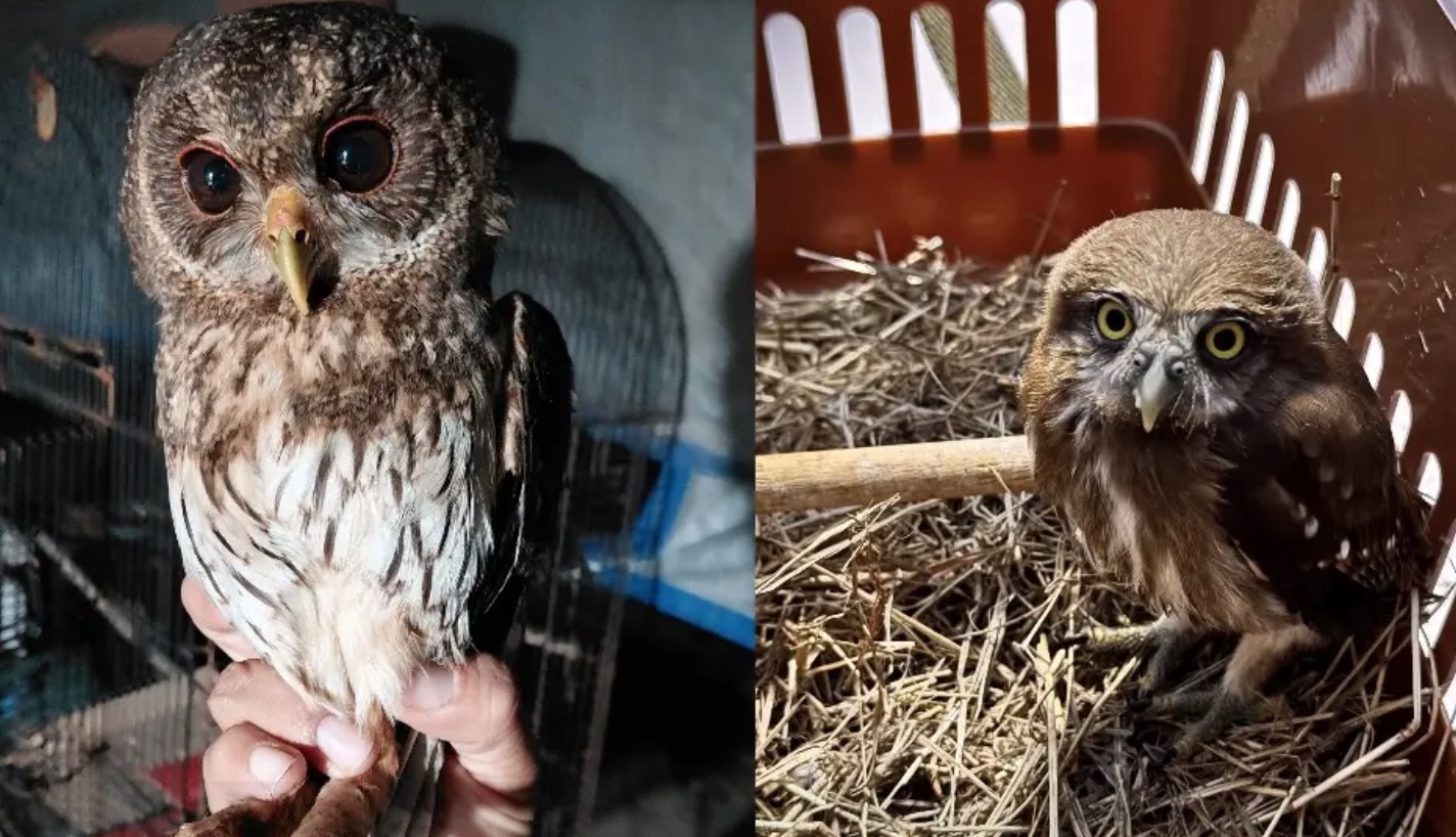 Tecolotes y búho rescatados por Earth Mission en Veracruz
