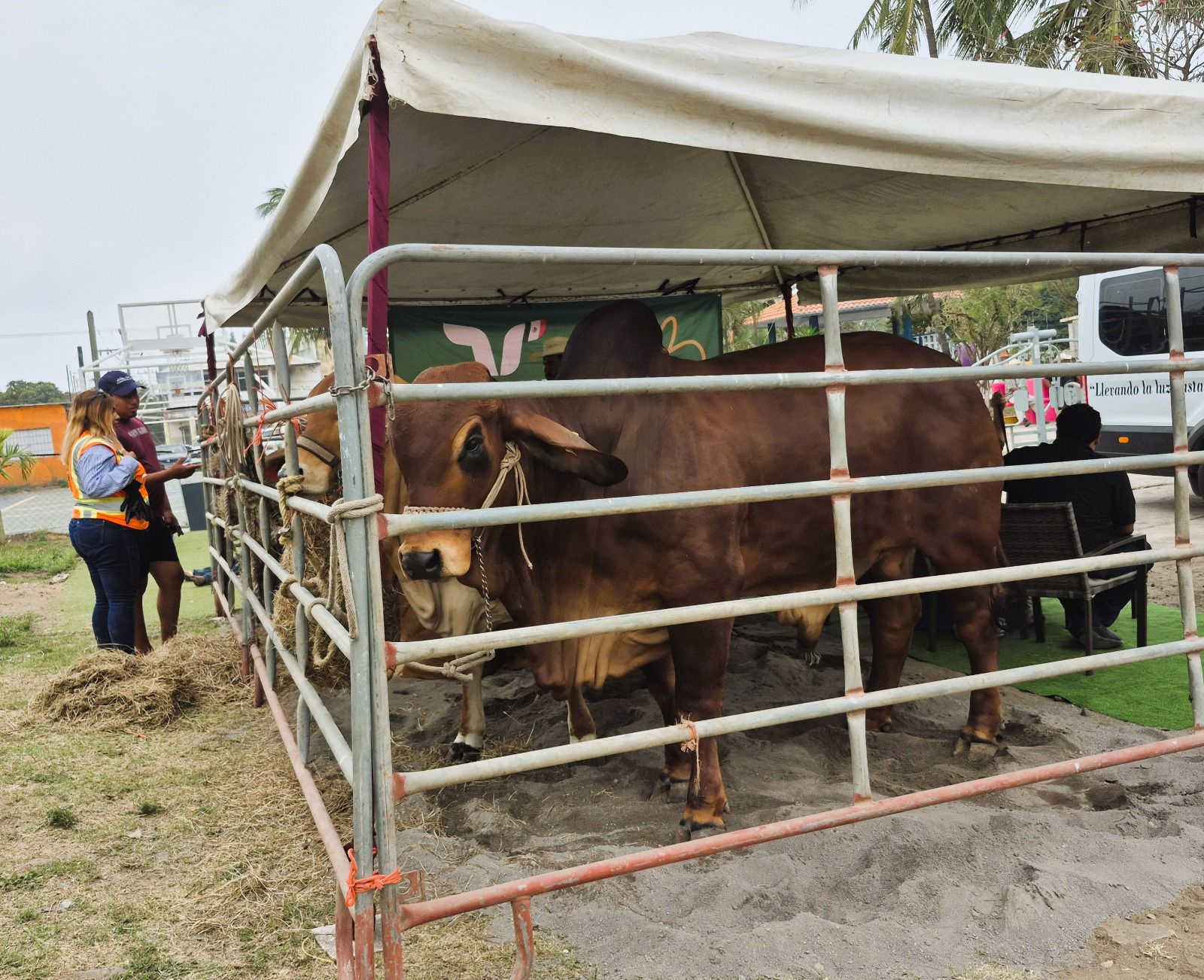 Asisten mil productores a la Primera Feria Agronómica del Pueblo 2026 en Delfino Victoria