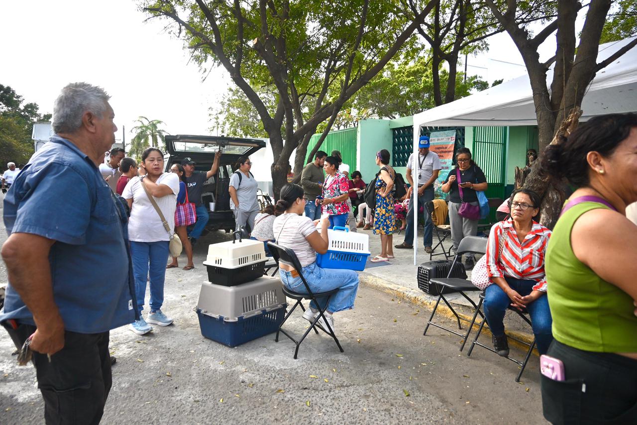 Inicia Campaña de Esterilización Gratuita de Felinos y Caninos en la ciudad de Veracruz