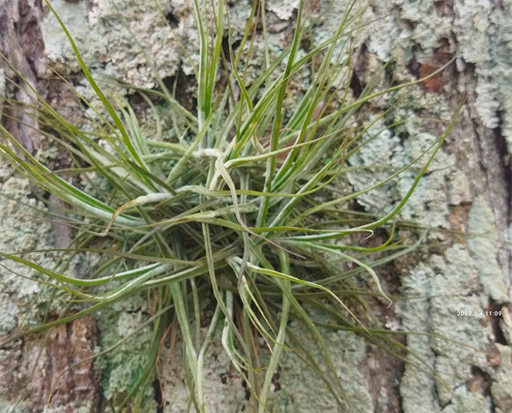 Con Tillandsia miden la calidad del aire en Xalapa