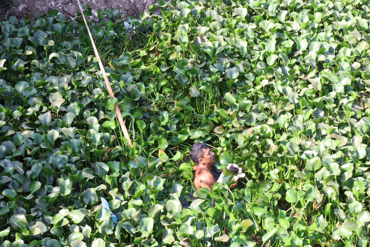 Rescatan a cachorrita atrapada en el Arroyo Moreno