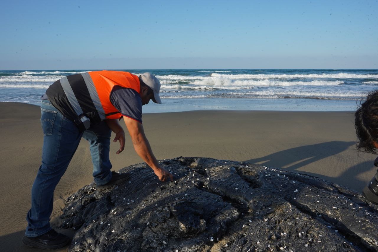 Derrame de hidrocarburo afecta 20 km de litoral en Catemaco