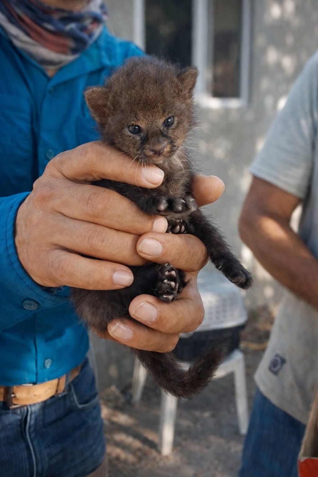 Rescatan cachorro de jaguarundi en comunidad de Alvarado