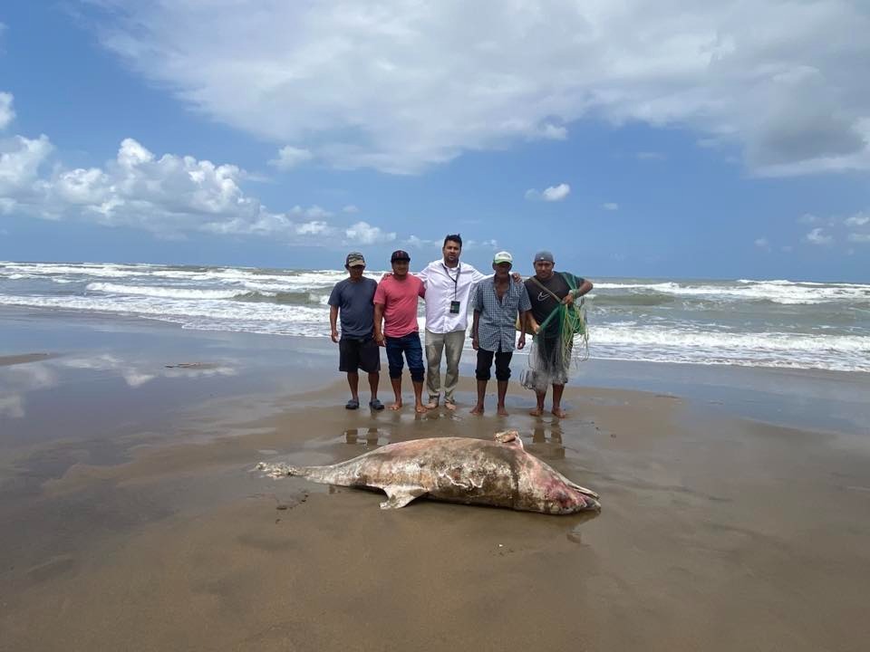 Hallan tres delfines muertos en playas de Coatzacoalcos