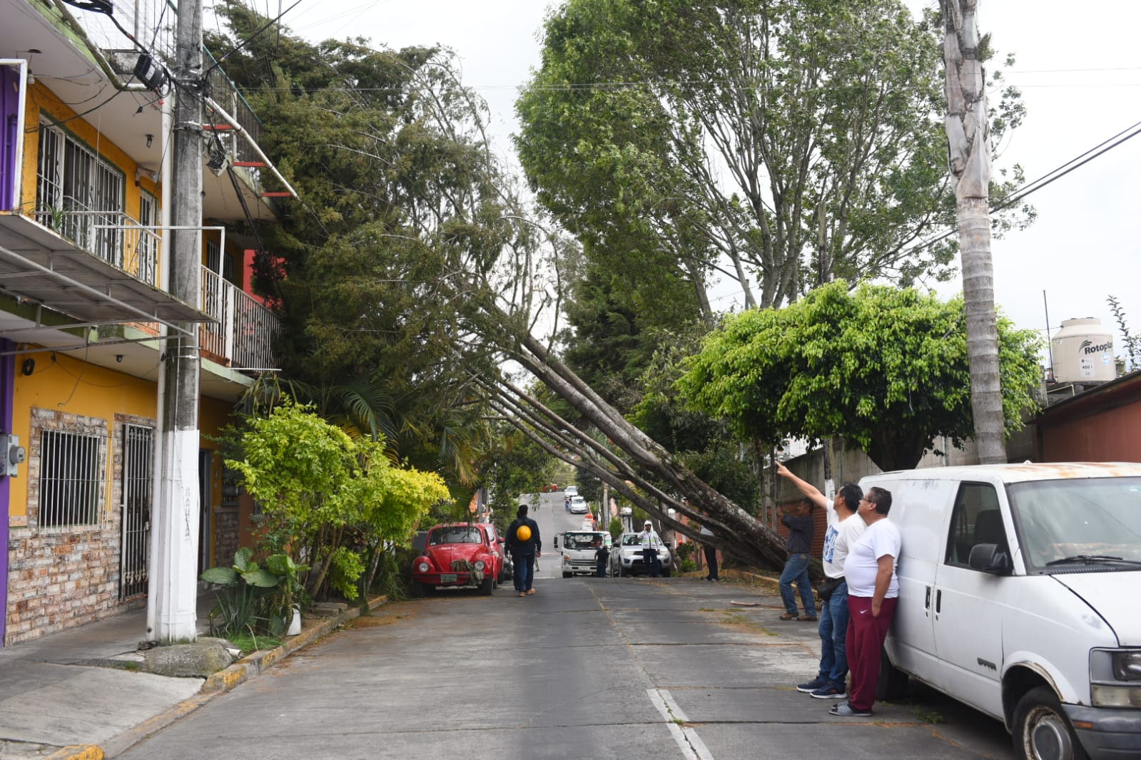 Frente Frío 41 provoca daños en Veracruz: árboles caídos y rescates