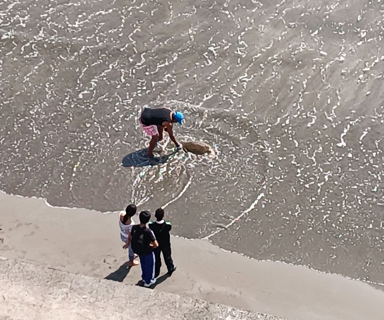 Hallan otra tortuga muerta en playas de Boca del Río