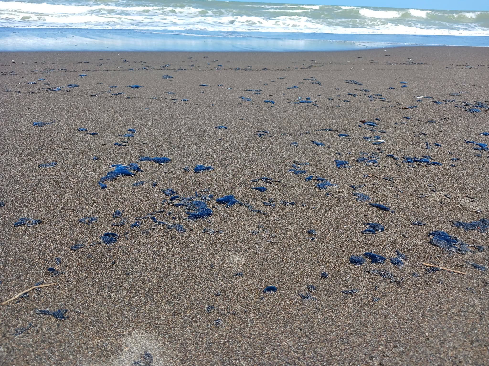 Suspenden la pesca en Nautla por la presencia de hidrocarburo en playas