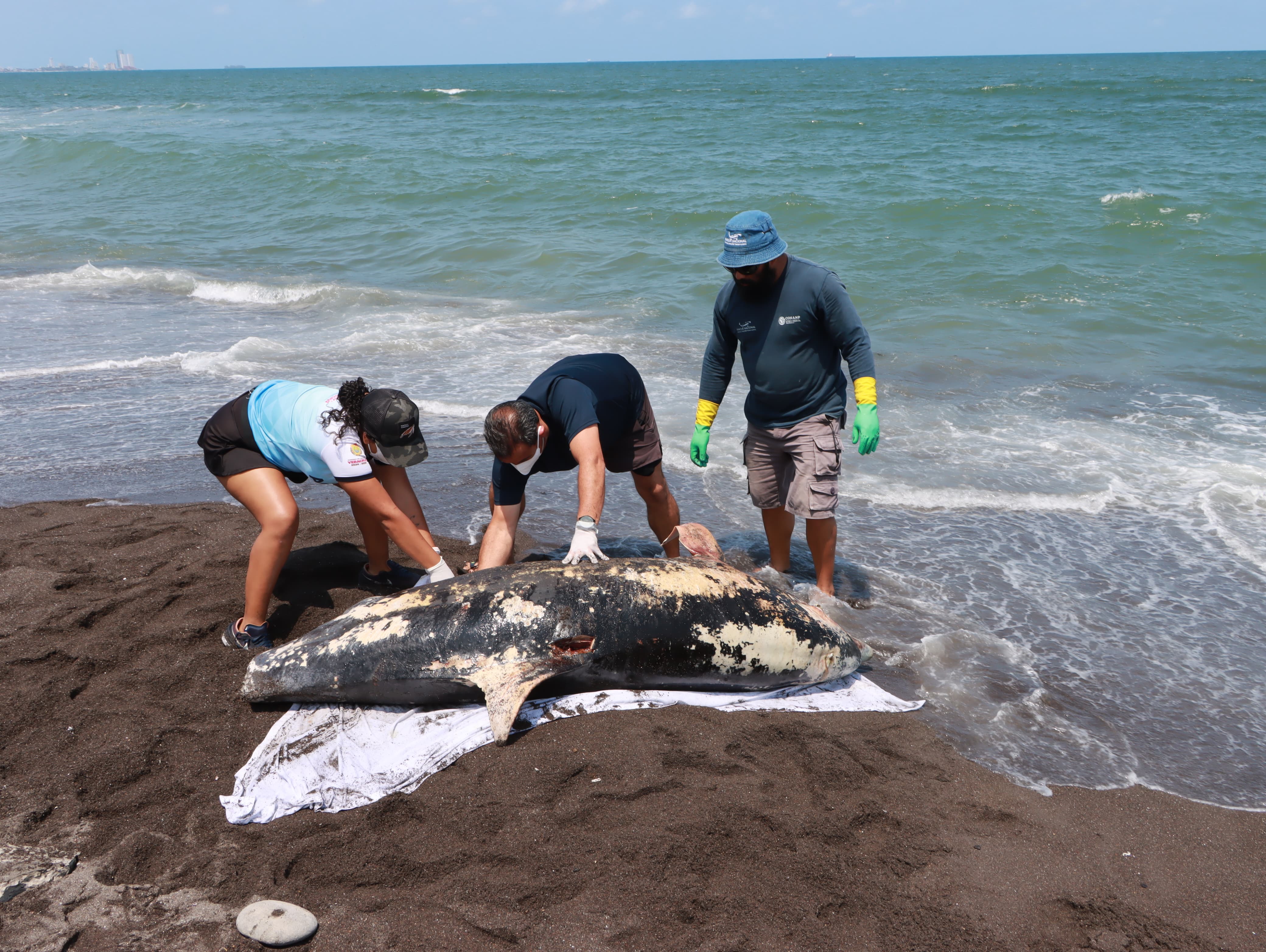 Profepa reporta aves y tortugas afectadas por derrame en Golfo