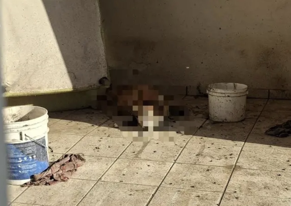 Perrito muere tras ataque de abejas en fraccionamiento Casas Díaz