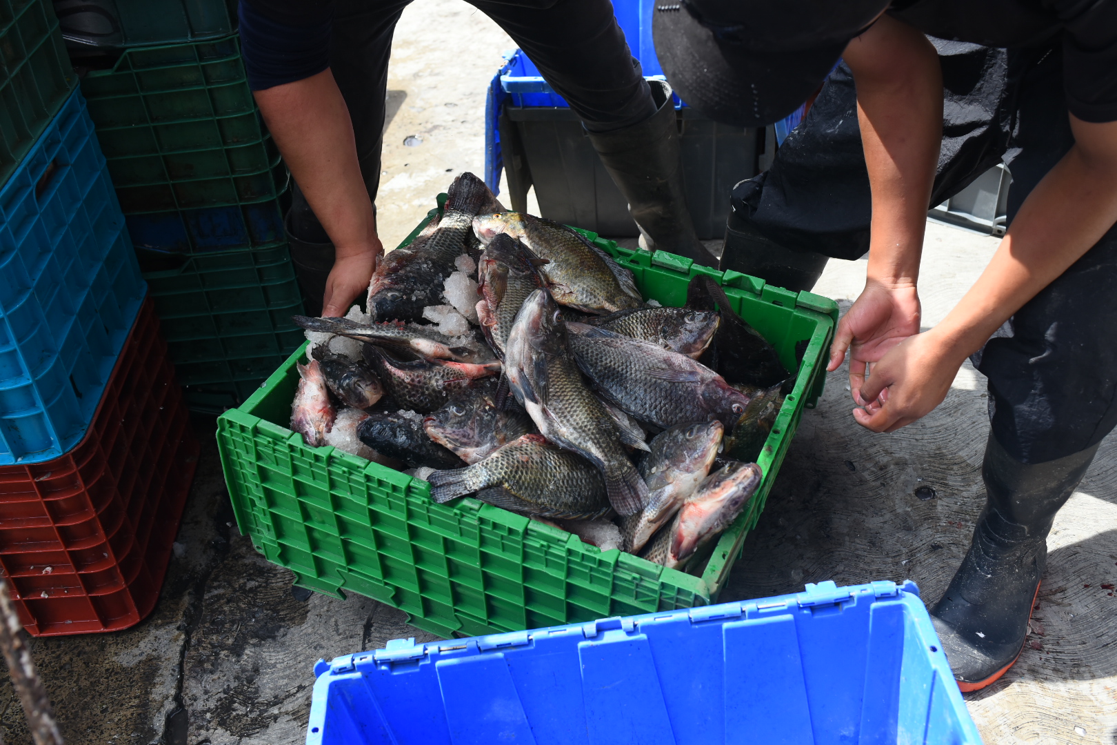 Comerciantes llaman a consumir pescado en Semana Santa