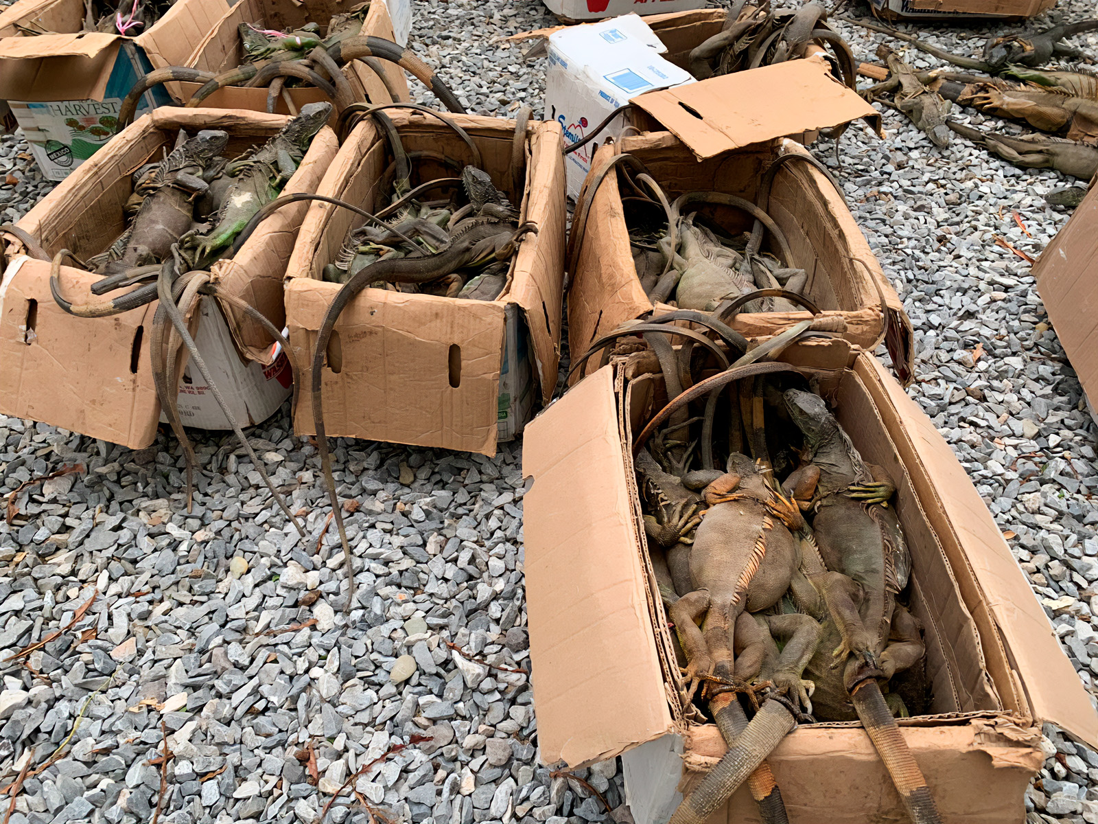 Rescatan en Oaxaca 192 iguanas traficadas desde Veracruz