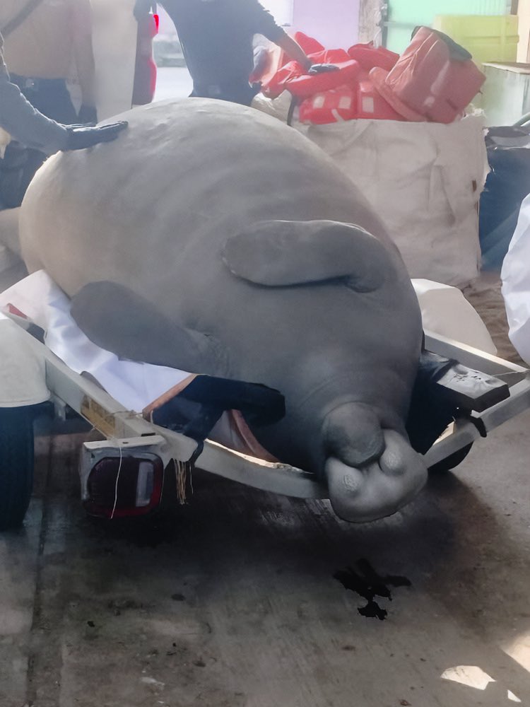Hallan a manatí sin vida en el río Coatzacoalcos