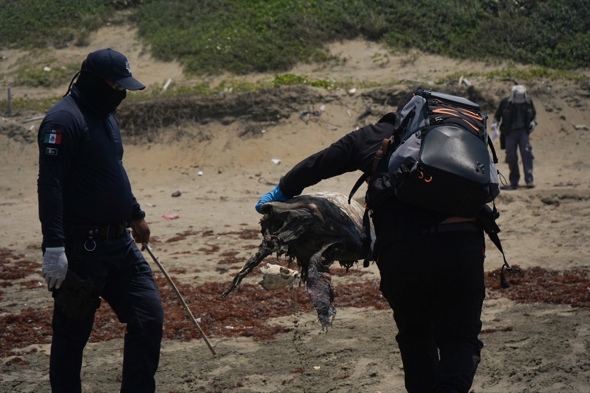 Retiran casi una tonelada de chapopote en Playa Carrizal