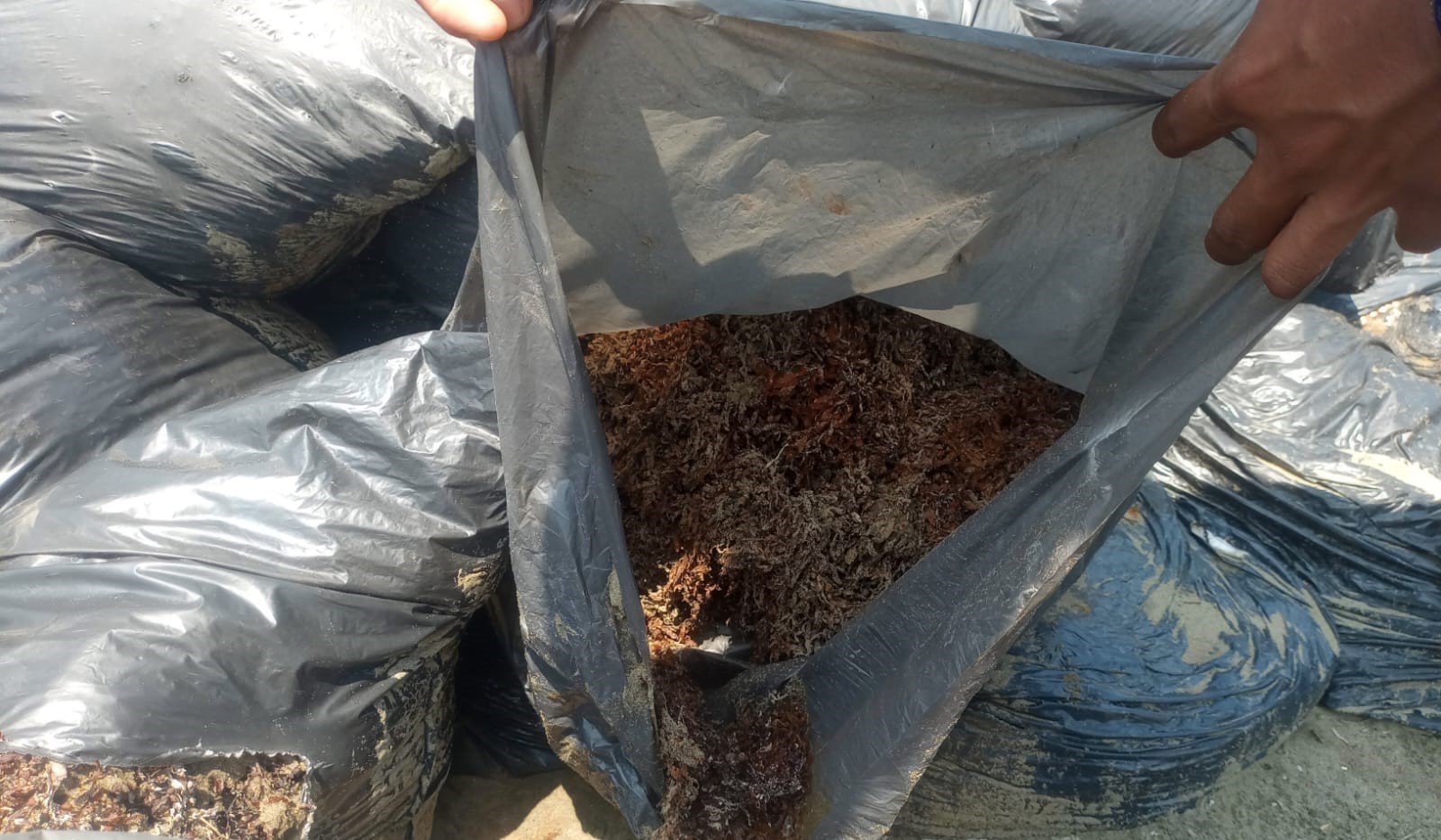 Semar aclara: bolsas en playas de Pajapan no son hidrocarburos