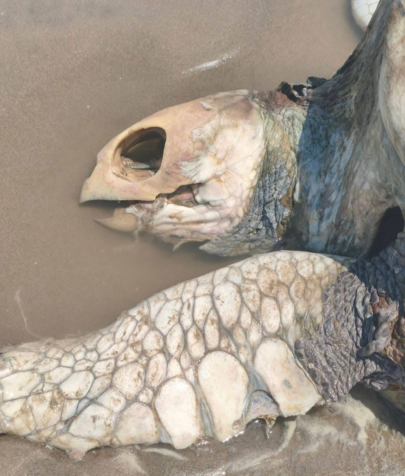 Hallan tortuga marina sin vida en Barra Playa Norte, Cazones
