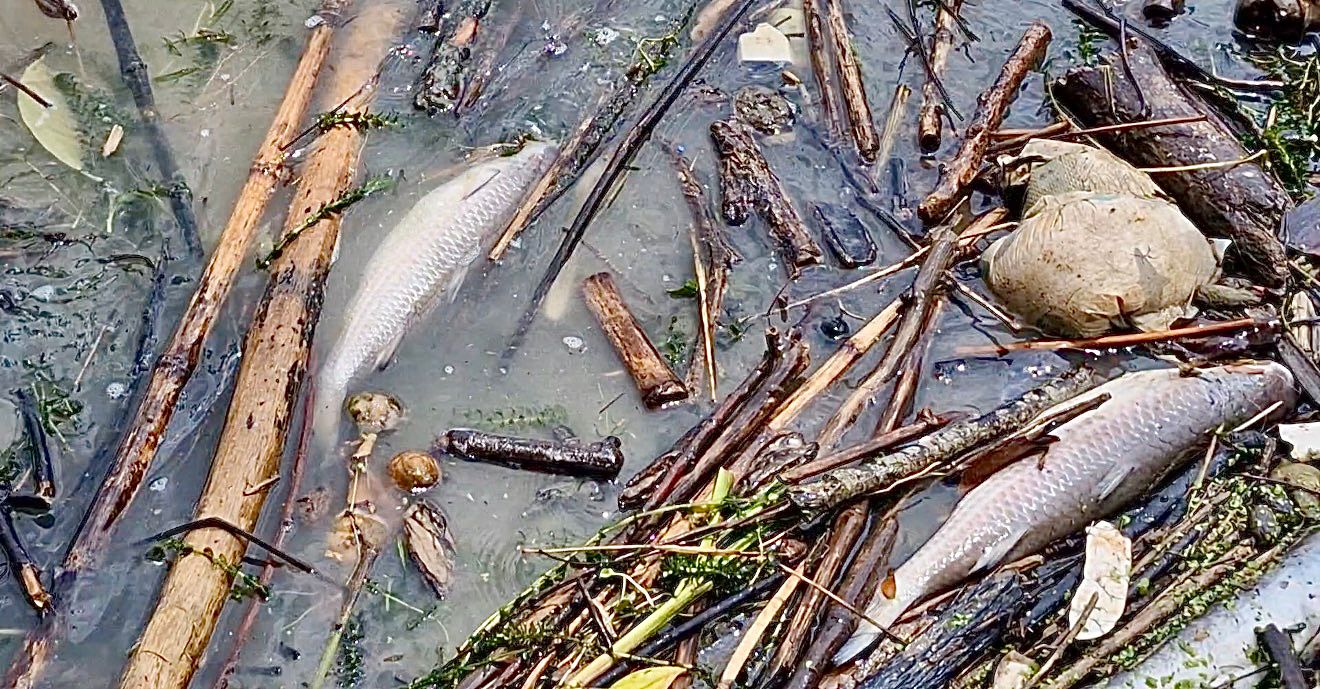 Pemex descarta mortandad de peces y contaminación en río Cazones