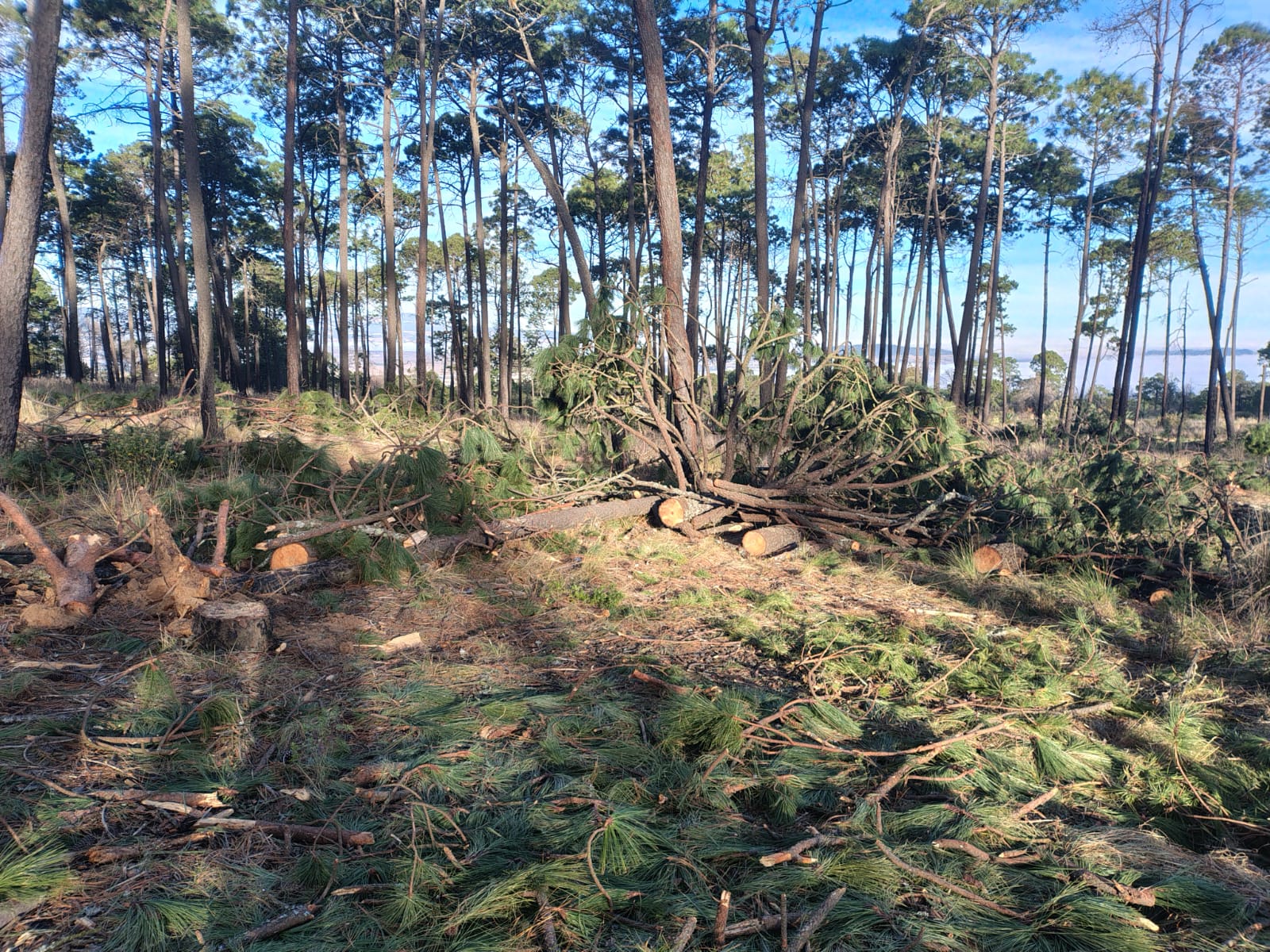 Reforestan el Cofre de Perote; la meta: plantar 25 mil árboles